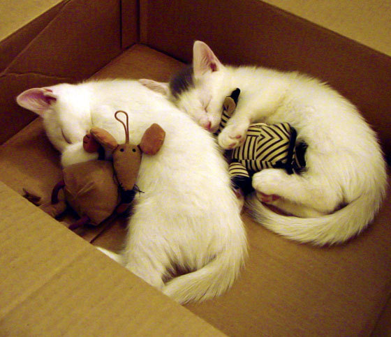 大学生滑雪挑战赛推动校园冰雪发展,大学生滑雪活动