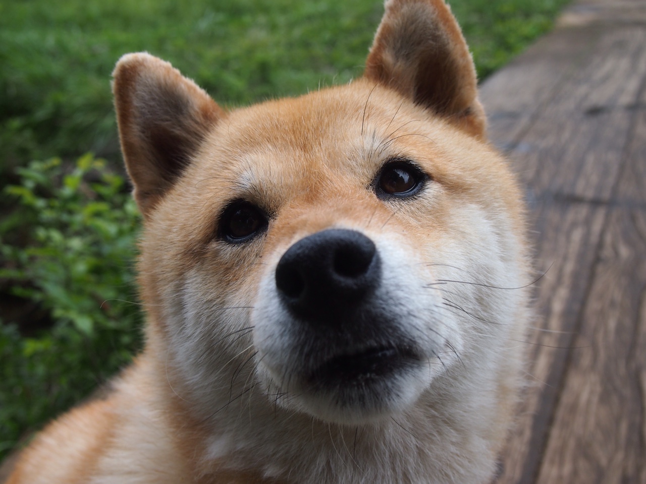 西欧对南美对抗成为焦点话题，西欧对南美对抗成为焦点话题的看法