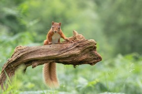 “帕布罗·马特拉的战术革新，打造美洲狮队的防守新纪元”